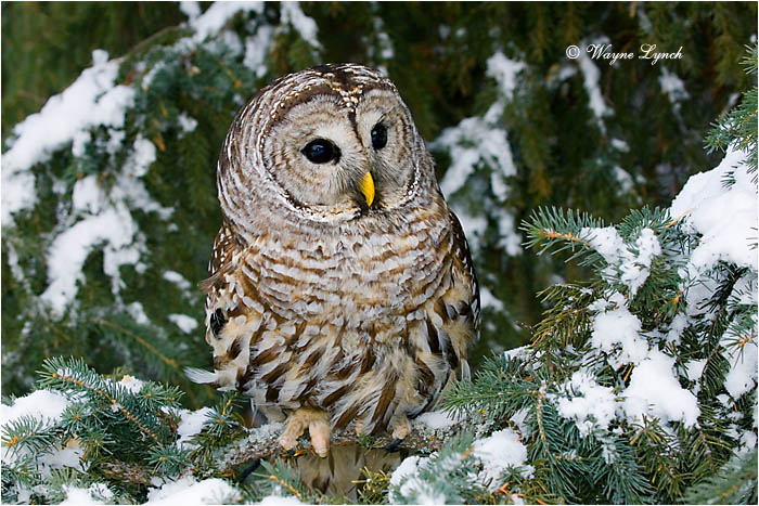 Barred Owl 112 by Dr. Wayne Lynch &copy;